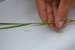 Carex adusta