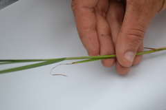 Carex adusta