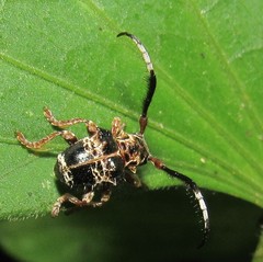 Tessarecphora arachnoides