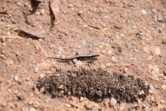 Panaspis