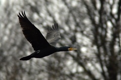 Phalacrocorax carbo