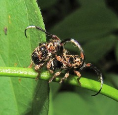 Tessarecphora arachnoides