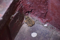 Sclerophrys pusilla