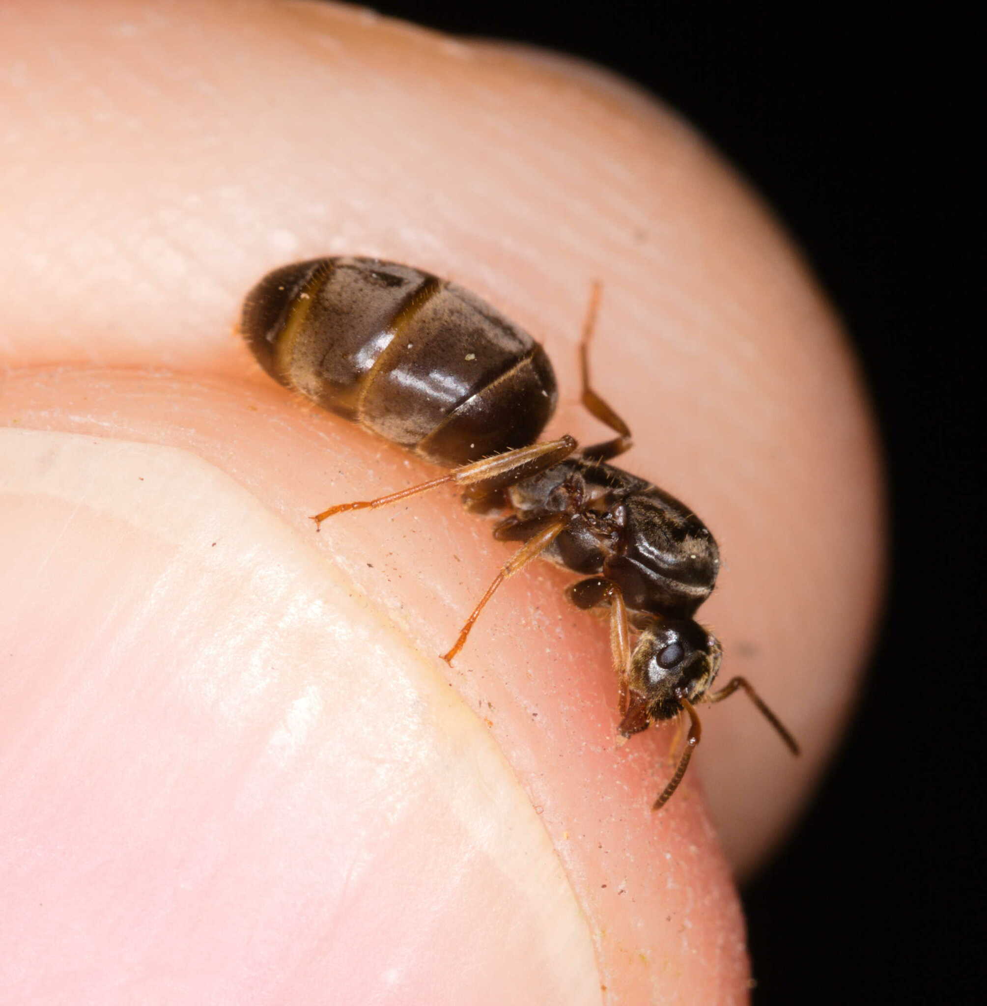 Lasius cyperus