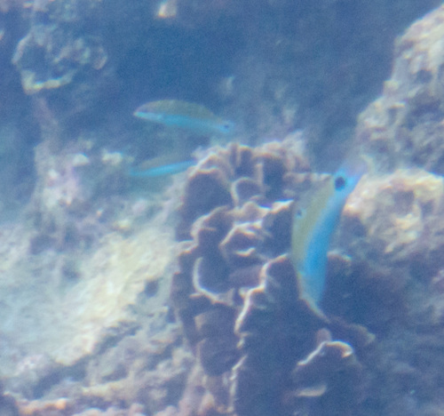 Moon Wrasse (Thalassoma lunare)