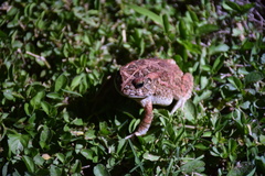 Sclerophrys gutturalis