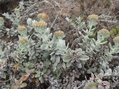 Helichrysum dasyanthum