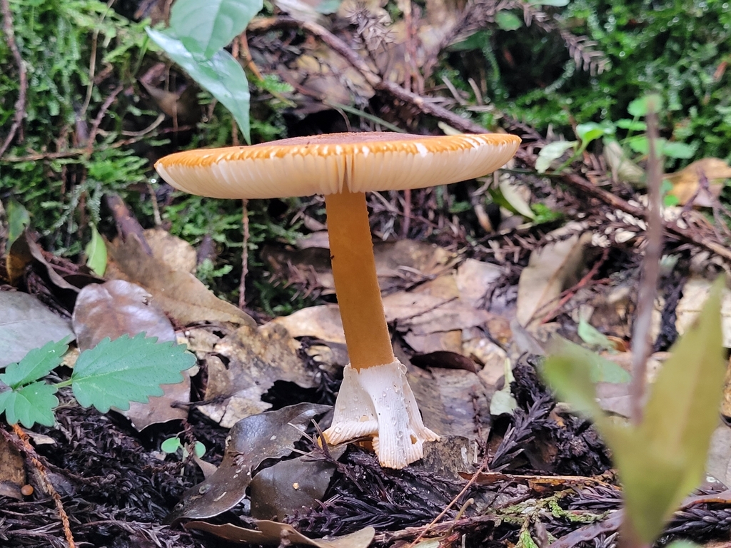 Rust-Powdered Amanita