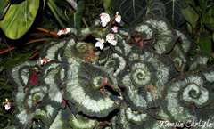 Begonia rex-cultorum