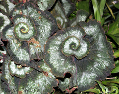 Begonia rex-cultorum