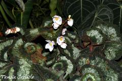 Begonia rex-cultorum