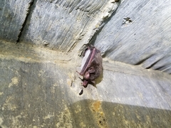 Myotis austroriparius