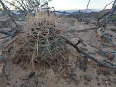 Homalocephala parryi