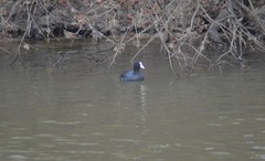 Fulica atra
