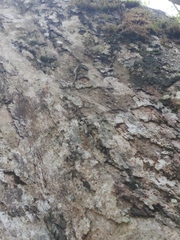 Sphenomorphus sanctus