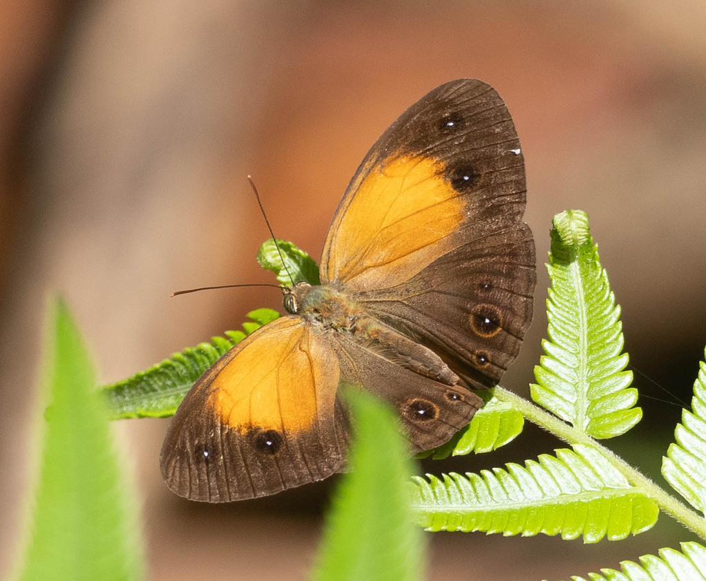 Mycalesis splendens