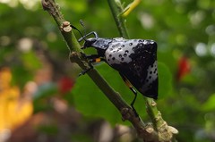 Cypherotylus borgmeieri