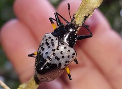 Cypherotylus borgmeieri