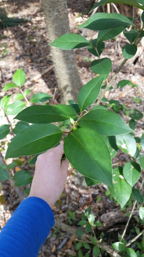 Ligustrum lucidum image