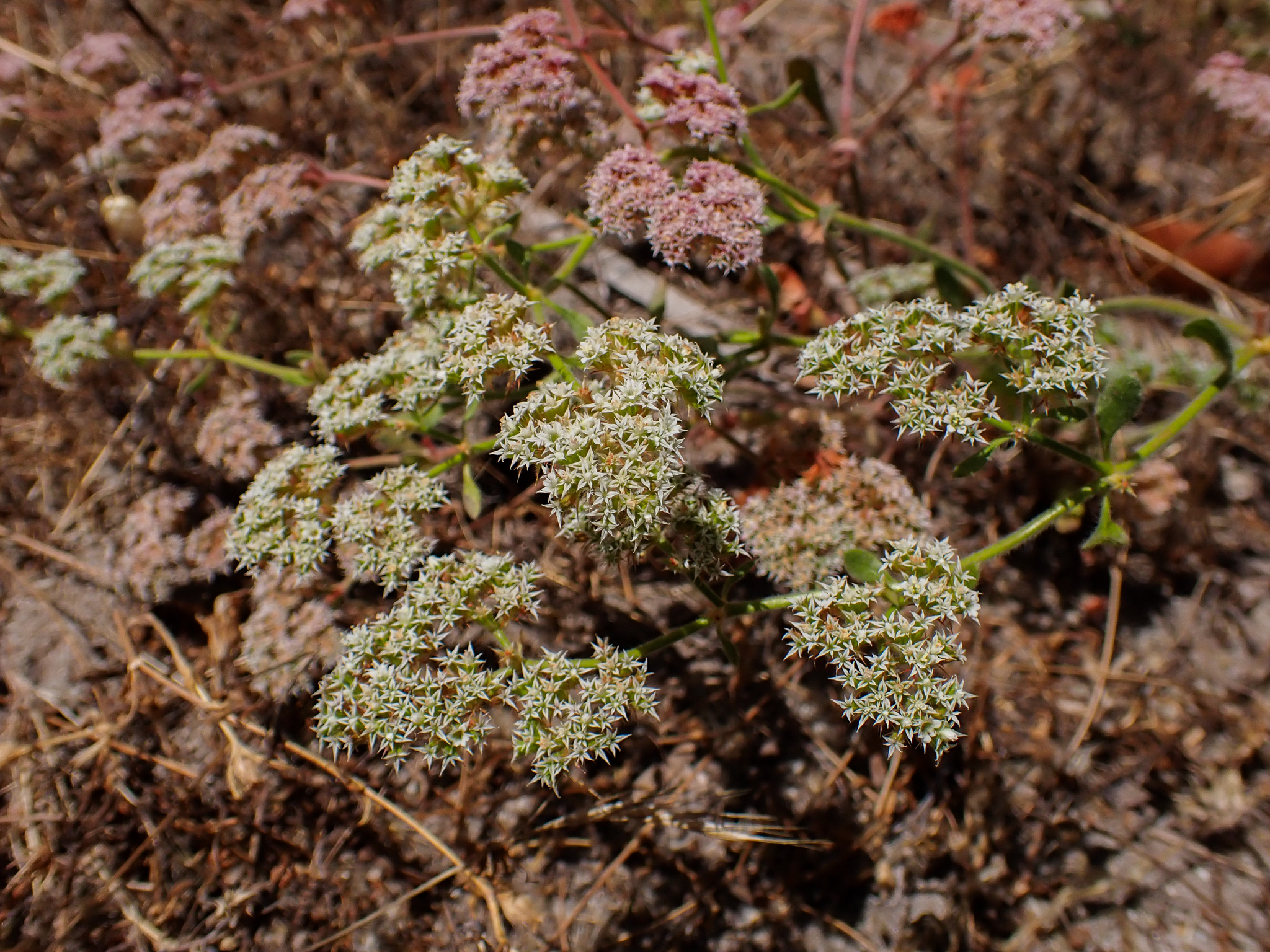 Chorizanthe robusta var. robusta