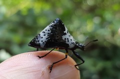 Cypherotylus borgmeieri