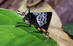 Cypherotylus borgmeieri