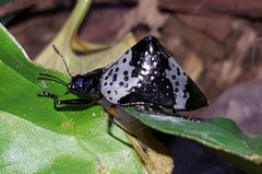 Cypherotylus borgmeieri