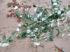 Euploca convolvulacea