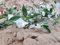 Euploca convolvulacea