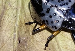 Cypherotylus borgmeieri
