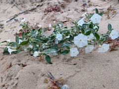 Euploca convolvulacea