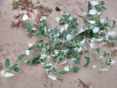 Euploca convolvulacea