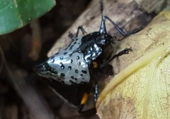 Cypherotylus borgmeieri
