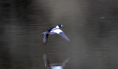 Bucephala clangula