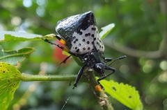 Cypherotylus borgmeieri