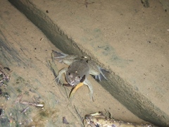 Occidozyga lima