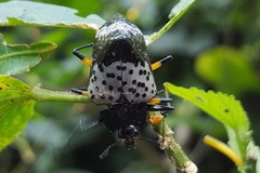 Cypherotylus borgmeieri