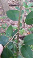 Ligustrum lucidum image