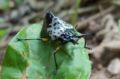 Cypherotylus borgmeieri
