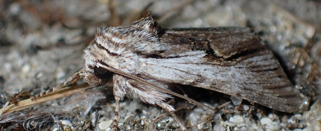 Calophasia hamifera