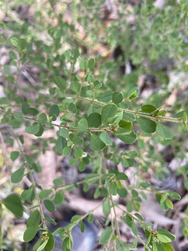 Pultenaea millarii observed 2023-06-27