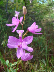 Calopogon tuberosus
