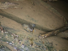 Occidozyga lima