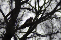 Dendrocopos major