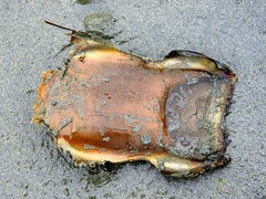Beringraja binoculata