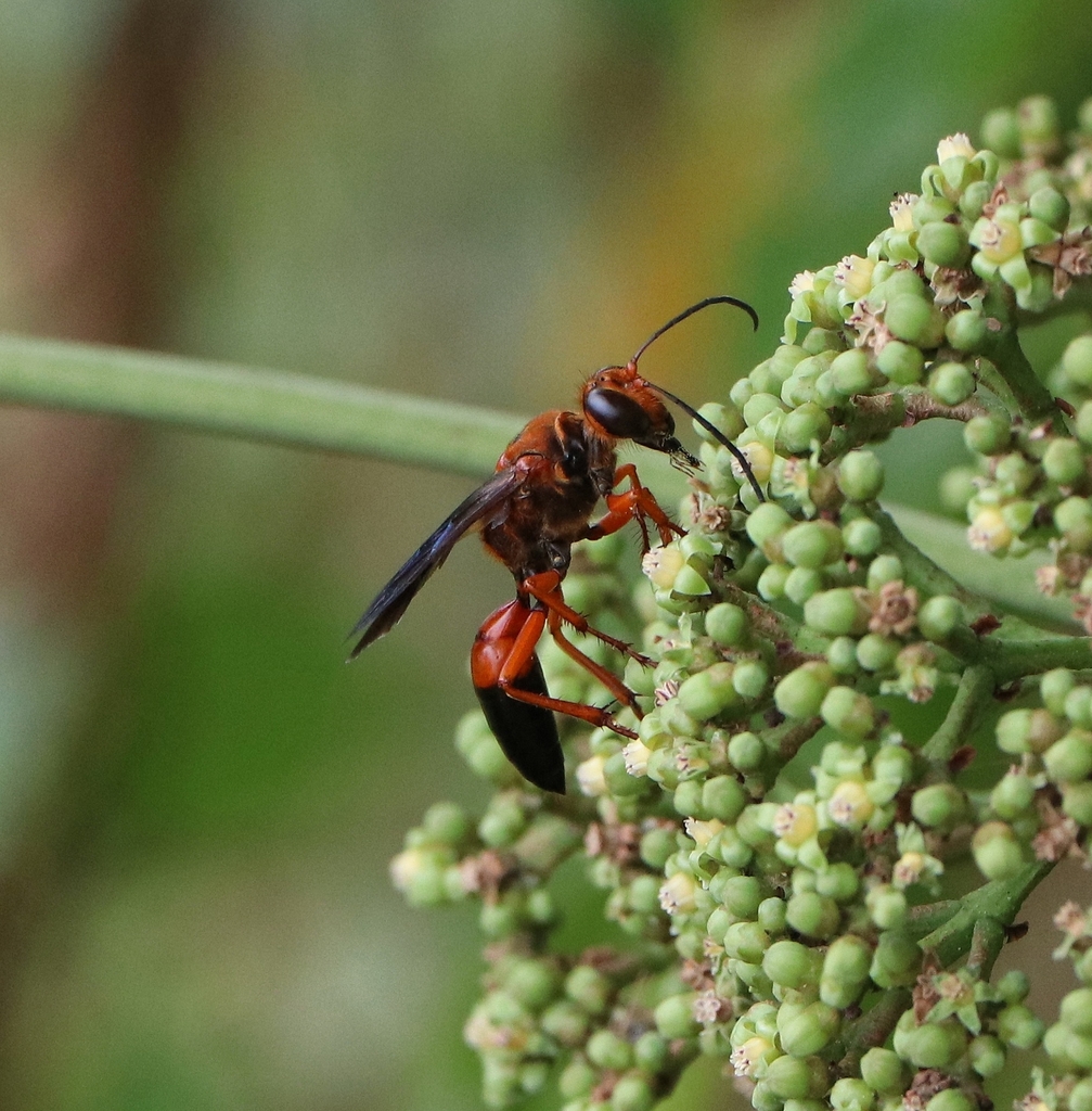 Sphex sericeus