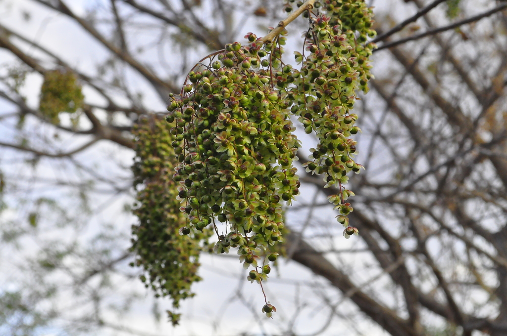 Aroeira