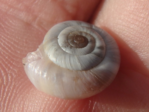 Anoplitella schaposchnikovi