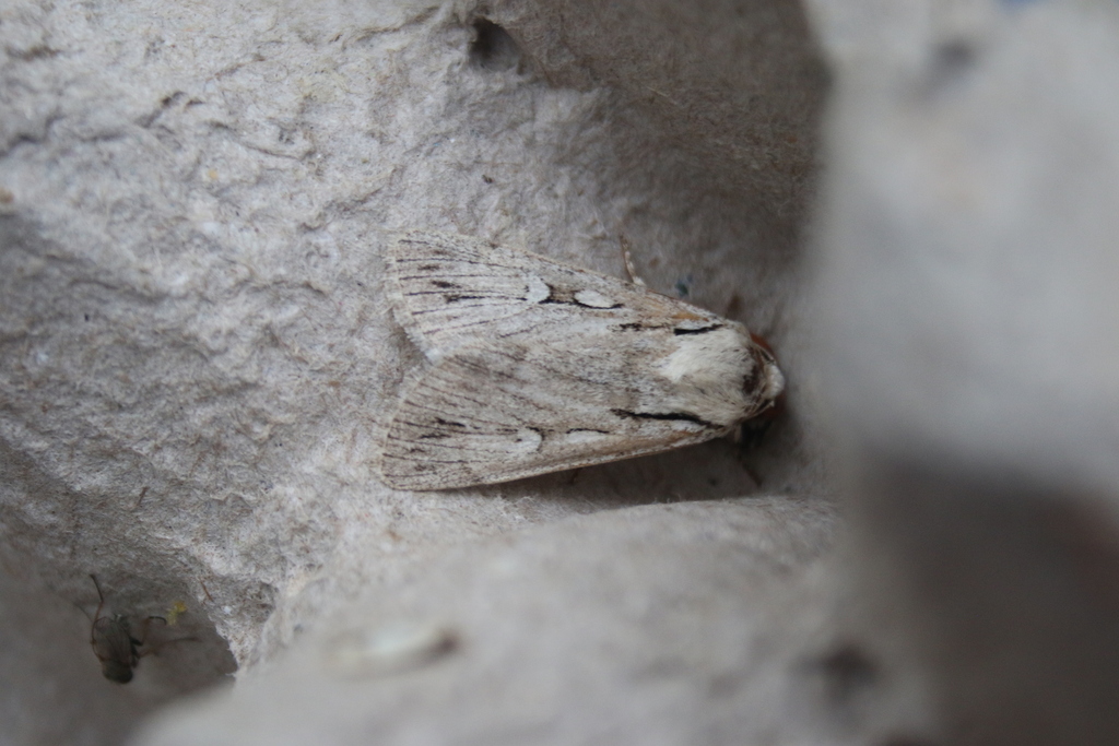 Dichagyris candelisequa