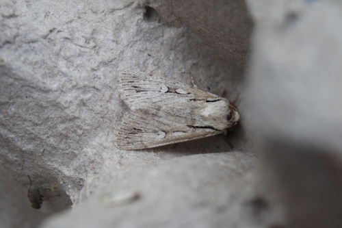 Agrotide chandelière (L')